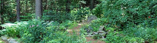 Backyard Mini Forest