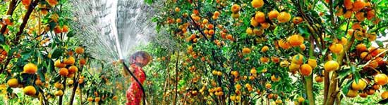 Fruit Garden